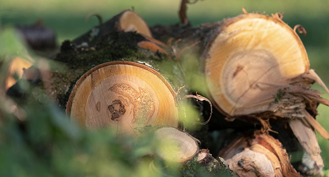 Angebot Holzrugele, Ailwaldhof ©pixabay