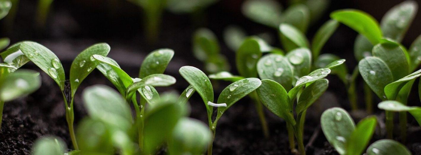 seedlings-7110591_1280